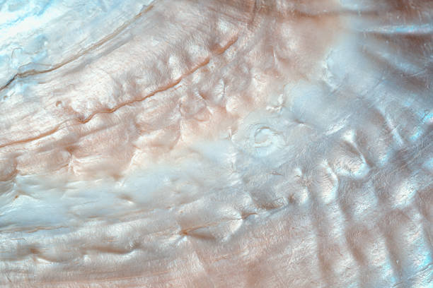 Mother of Pearl: Meaning, Properties & Uses
