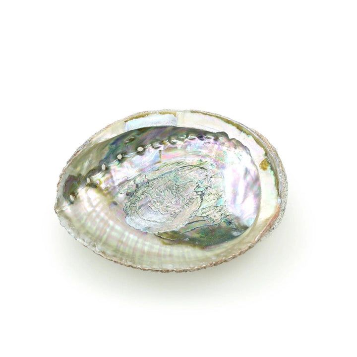 Abalone Shell | Smudging Bowl &amp; Holder | The Harmony Store Aromatherapy