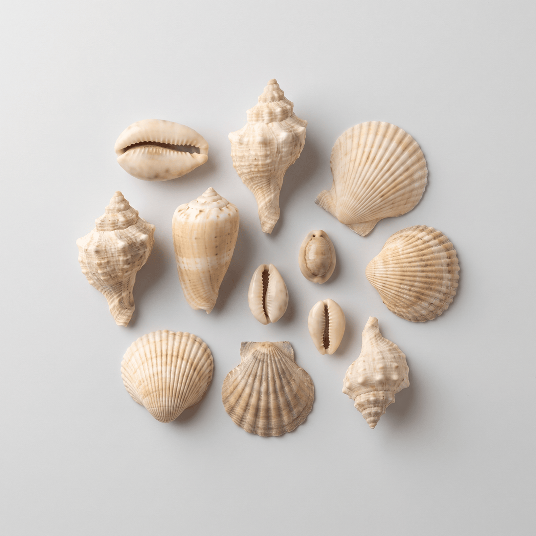 Caracoles (Shells) Set of 10 | The Harmony Store Home Decor