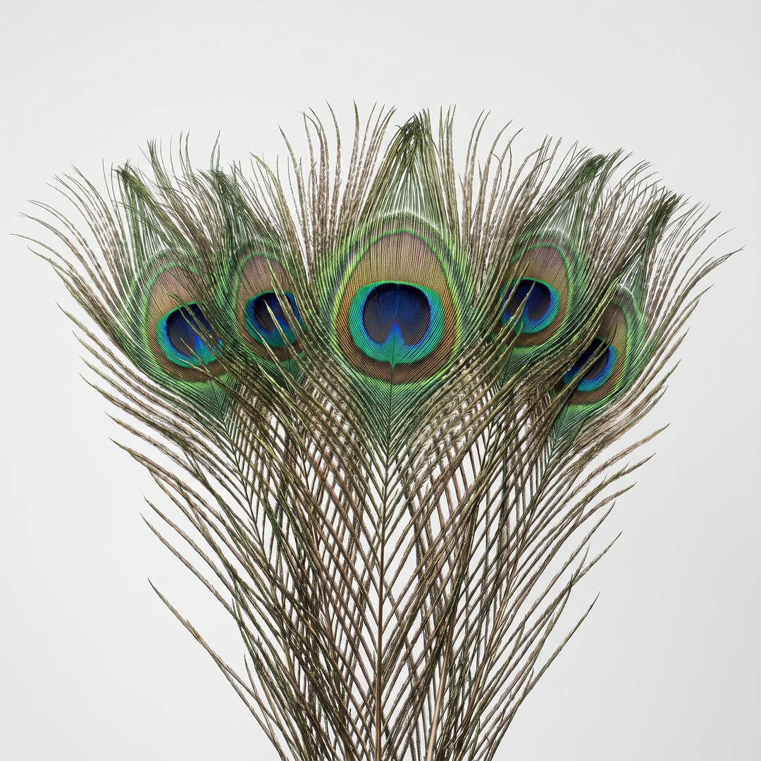 Peacock Tail Body Feathers (9-12 Inch)