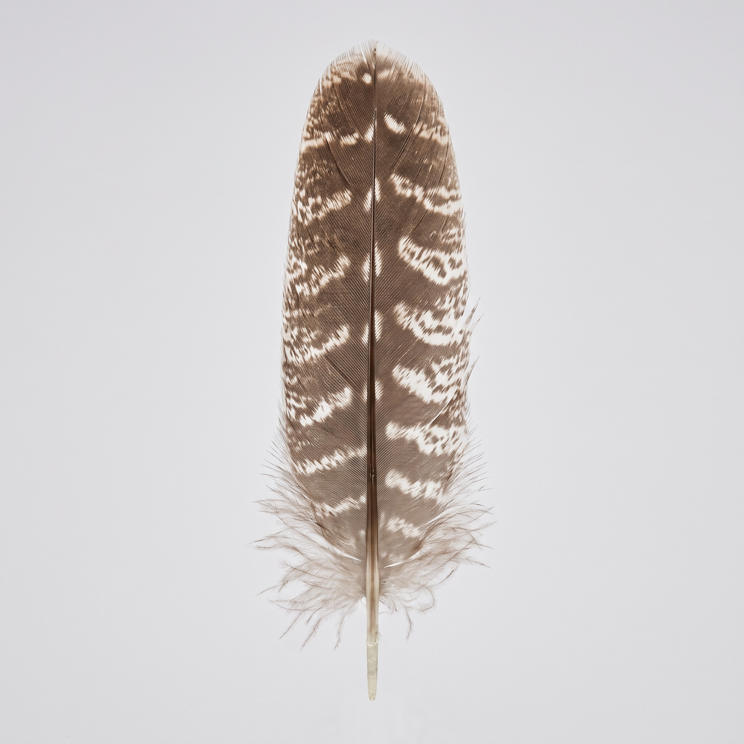 Turkey Feather
