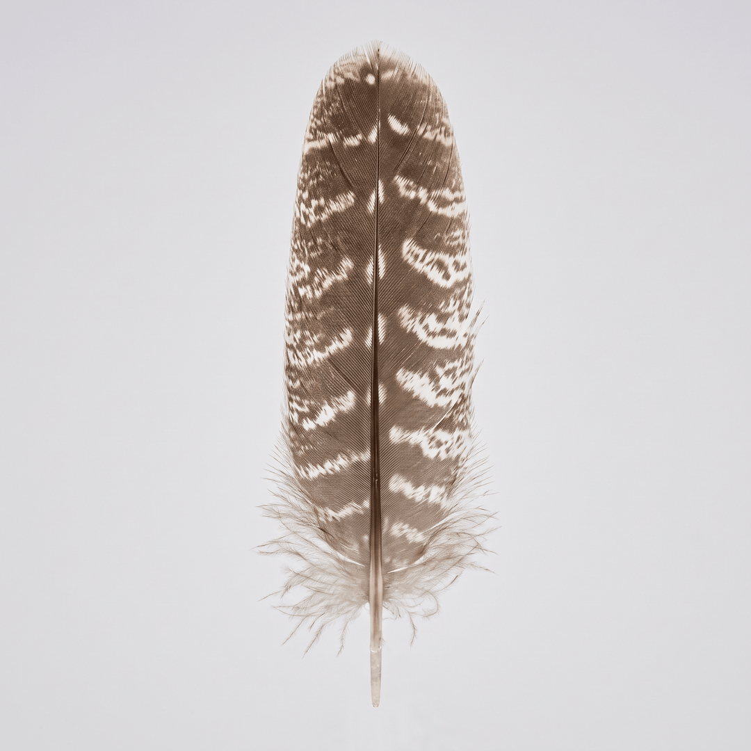 Natural turkey feather smudging tool, approximately 10-12 inches — The Harmony Store.